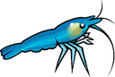 shrimpi emote
