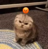 cat emote