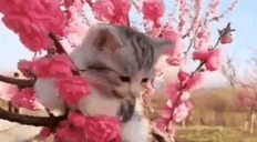 Spring emote