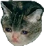 CatBeSad emote