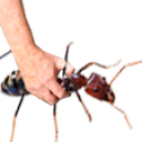 AntsGrab emote