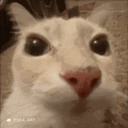 Amassado emote