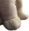 CuteCatFeet emote