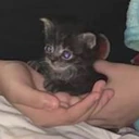 CE_Hold emote