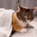 catNapped emote