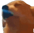 dogJAM emote