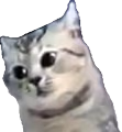 excusemewtf emote