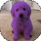 houseofpurpledog emote