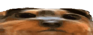 blink emote