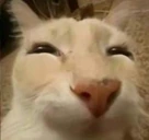dosehappy emote