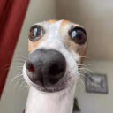 0_0 emote
