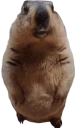 tubby emote