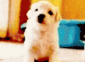 puppyHey animated emote