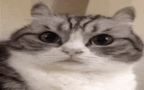 komaruSosal emote