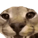 FloppaAngry emoji
