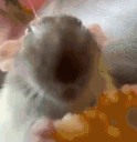 Cheezee emote