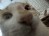 zuh emote