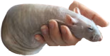 justarat emote