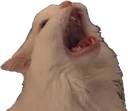 thurston emote