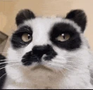 panda emote