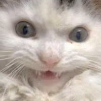 Excited_Cat emote