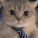 zlyuka emote