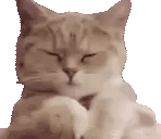 catJAM2 emote