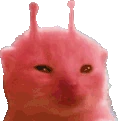 rainblorp emote