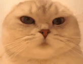 catSmirk emote