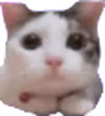 CatLookingAtYou emote