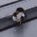 bee