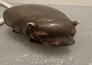 pipotam emote