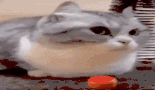 komaruBOMBA emote