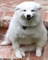 Creepy_dog emote
