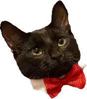 fancy_cat emote