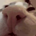 quh emote