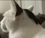 KAVO animated emote