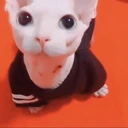 bingustare emoji
