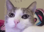 tuh emote