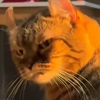 cat_angry26 emote