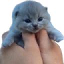 uppie emote