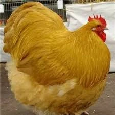 fatchicken emoji