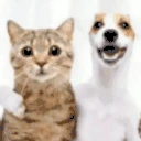 ySomosAmigos emote