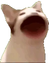 pop_cat emote
