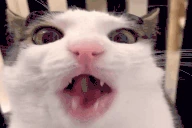 crunch emote