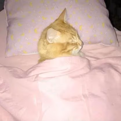 Sleepyduck emote