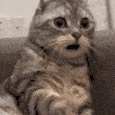 cat_shocked emote