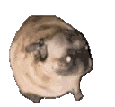 pug_dance emoji