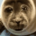 sealSad emote