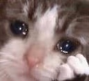 CE_CloseUpCrine emote